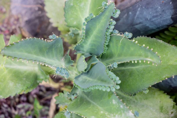 Known Plant Mother Thousands Mother Thousands Rio Janeiro Brazil — Stock Photo, Image