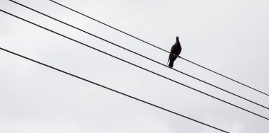 Rio de Janeiro, Brezilya 'da gri arka planı olan bir güvercin var..