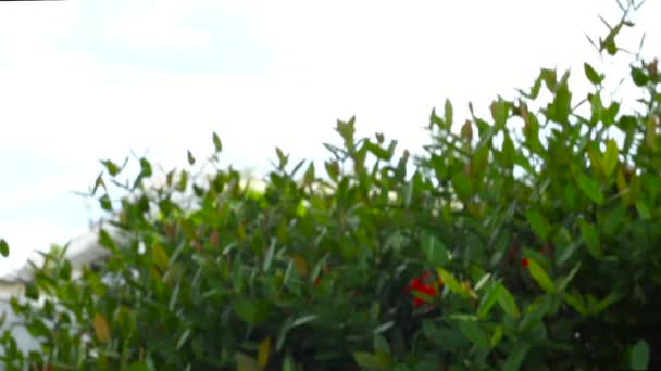 Голубая Одноразовая Защитная Маска Используемая Защиты Корнавируса Брошенная Деревянную Скамейку — стоковое видео