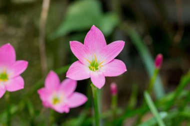 Rio de Janeiro şehrinde çiçek açtıktan hemen sonra yağmurlu zambak bahçesi.