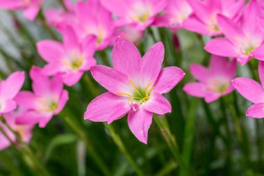 Rio de Janeiro şehrinde çiçek açtıktan hemen sonra yağmurlu zambak bahçesi.
