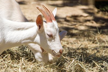 Rio de Janeiro Brezilya 'da bir çiftlikte keçiler yemek yiyor.