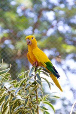 Ararajuba olarak bilinen sarı ve yeşil kuş Rio de Janeiro 'da bir tünekte.
