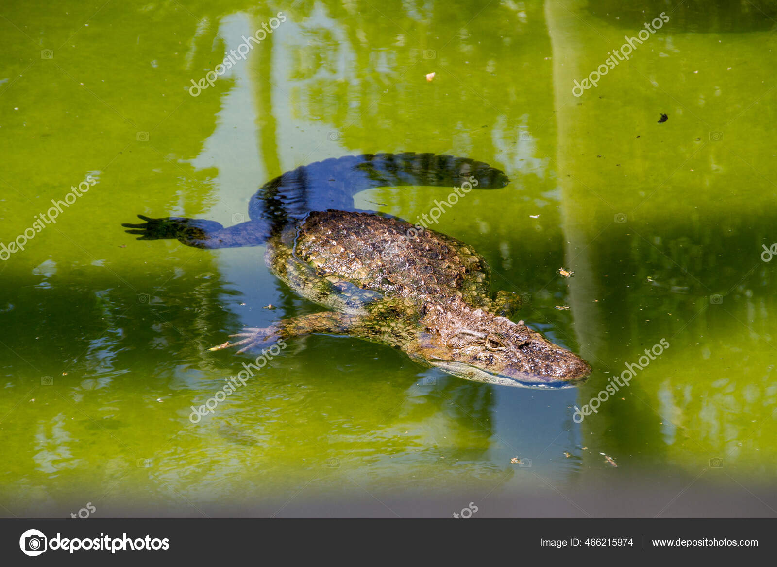 Crocodilean Stock Photos, Royalty Free Crocodilean Images | Depositphotos