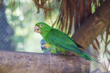 Rio de Janeiro, Brezilya 'da bir parkta papağan..