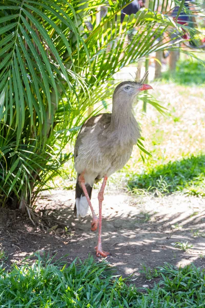 Vogel Bekannt Als Siriema Auf Einem Zweig Freien Rio Janeiro — Stockfoto