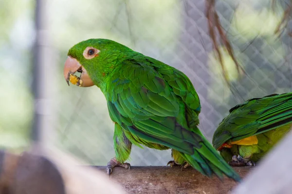 Outdoor Parrot Park Rio Janeiro Brazil — Stock Photo, Image