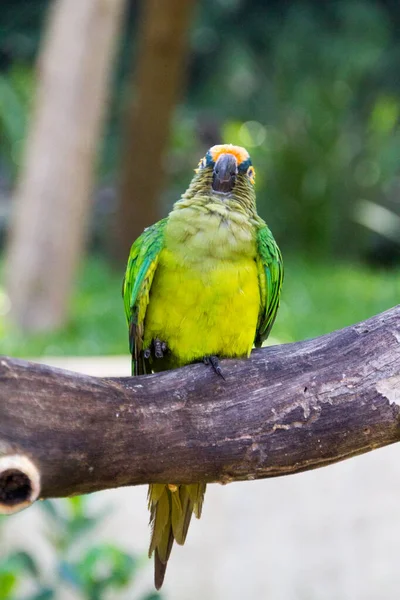 Campeiro Parrot Branch Outdoors Rio Janeiro — Stock Photo, Image