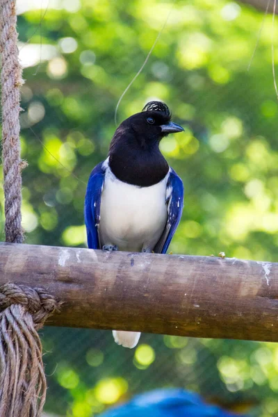 Cancan Rook Stojący Gałęzi Rio Janeiro — Zdjęcie stockowe