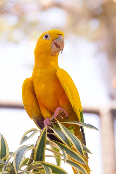 Yellow Green Bird Known Ararajuba Perch Rio Janeiro — Stock Photo, Image