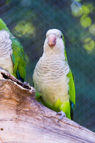 Budgie Branch Outdoors Rio Janeiro — Stock Photo, Image