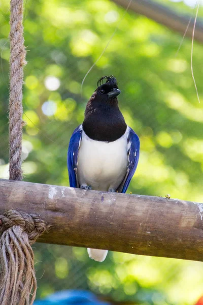 Cancan Rook Pie Una Rama Aire Libre Río Janeiro —  Fotos de Stock