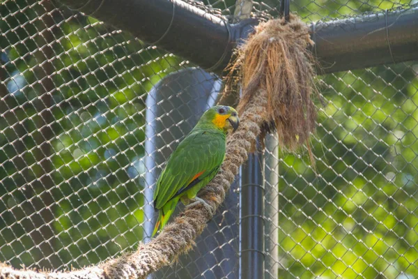 Venkovní Papoušek Parku Rio Janeiro Brazílie — Stock fotografie