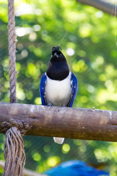 Cancan Rook Stojący Gałęzi Rio Janeiro — Zdjęcie stockowe