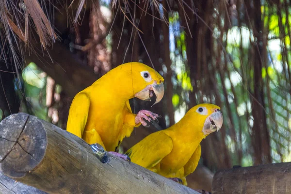 Yellow Green Bird Known Ararajuba Perch Rio Janeiro — Stock Photo, Image