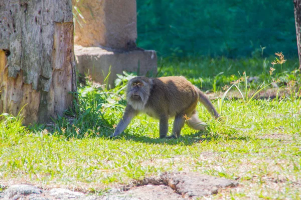 Macaco Livre Parque — Fotografia de Stock