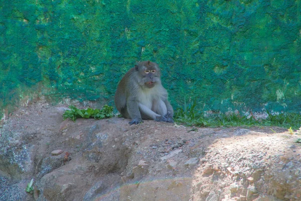 公園の屋外に猿がいて — ストック写真