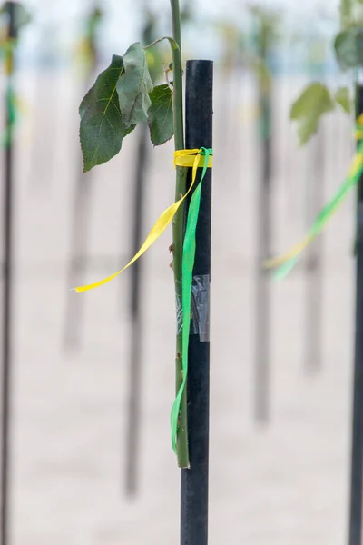 Zelená Žlutá Stuha Barvě Brazilské Vlajky Zdobí Kus Dřeva Copacabana — Stock fotografie
