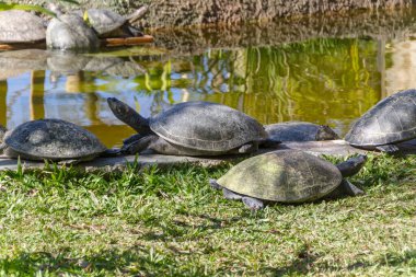 Kaplumbağa Rio de Janeiro, Brezilya 'da..