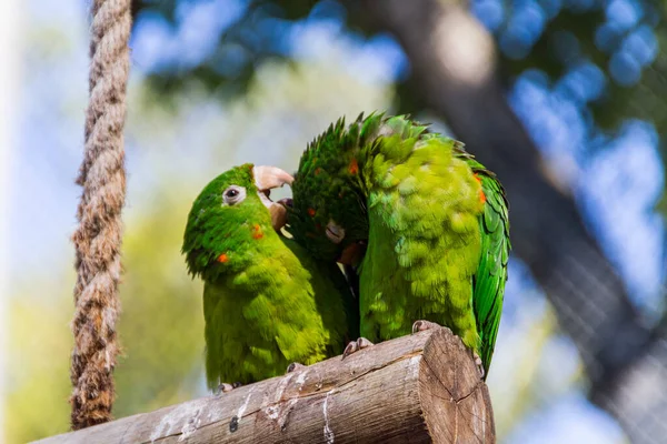 Outdoor Parrot Park Rio Janeiro — Stock Photo, Image