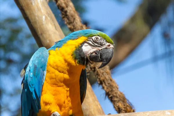 Macaw Leaning Tree Branch Outdoors Rio Janeiro Brazil — Stock Photo, Image