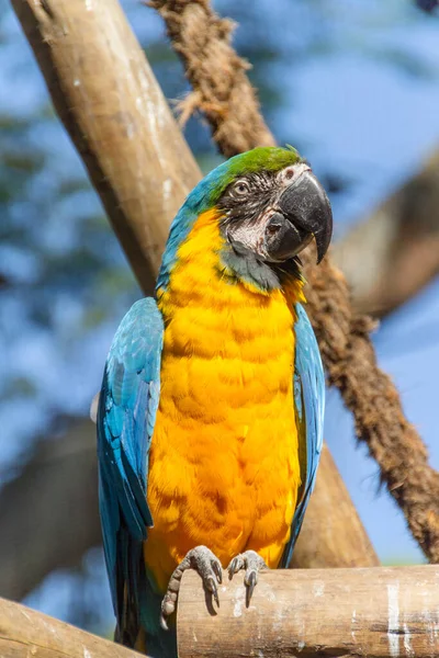 Macaw Leaning Tree Branch Outdoors Rio Janeiro Brazil — Stock Photo, Image