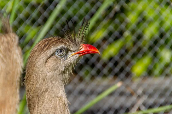 Seriema Typischer Vogel Der Brasilianischen Cerrados Freien — Stockfoto