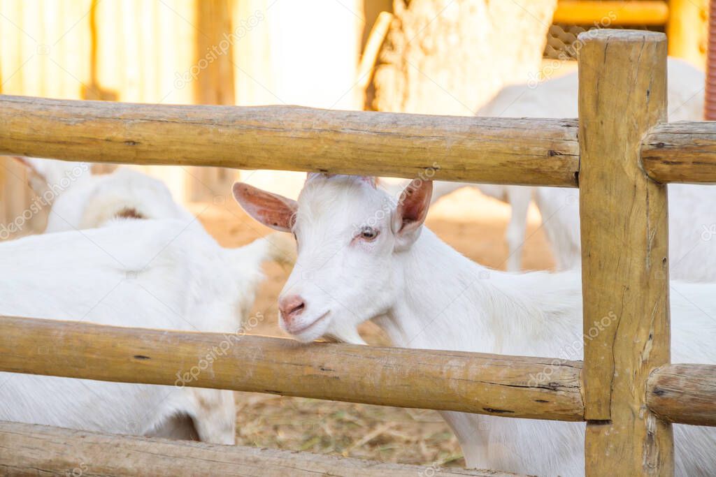 goats eating at a farm in Rio de Janeiro.