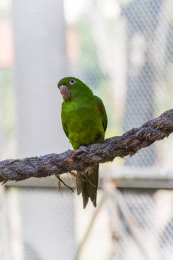 Rio de Janeiro 'da bir parkta papağan..