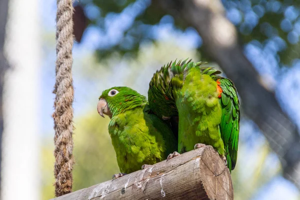 リオデジャネイロの公園で屋外のオウム — ストック写真