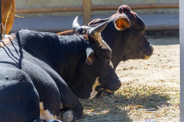 Boi Vaca Deitados Sol Uma Fazenda Rio Janeiro — Fotografia de Stock