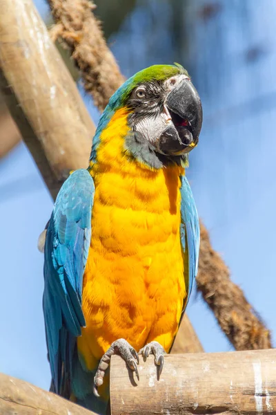 Macaw Leaning Tree Branch Outdoors Rio Janeiro Brazil — Stock Photo, Image