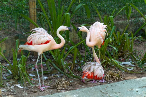 Outdoor Flamingos Lake Rio Janeiro Brazil — Stock Photo, Image