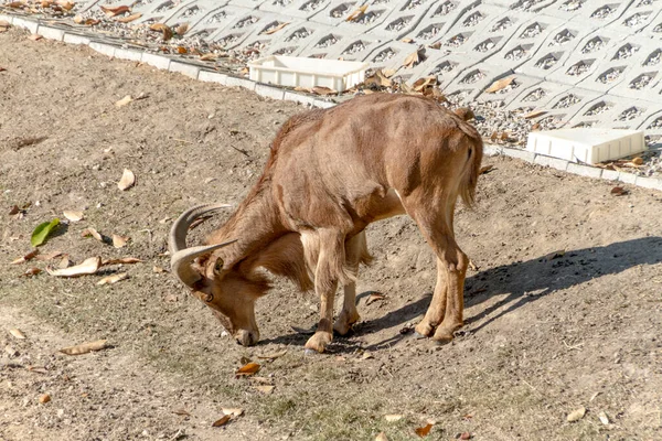 Moutons Dans Parc Rio Janeiro — Photo