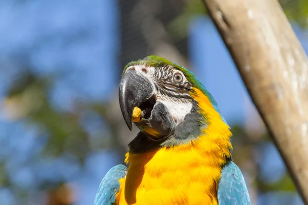 Macaw Eating Tree Branch Outdoors Rio Janeiro Brazil — Stock Photo, Image