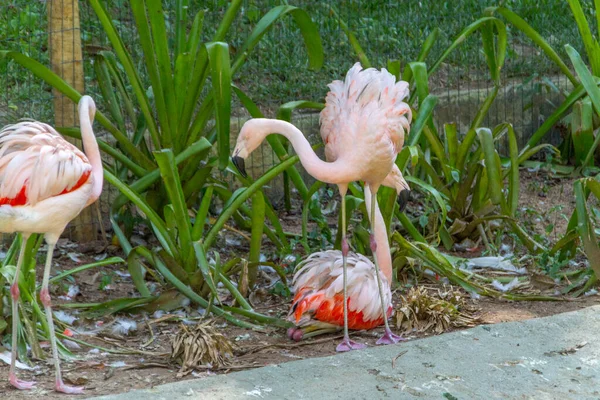Flamingos Einem See Rio Janeiro Brasilien — Stockfoto