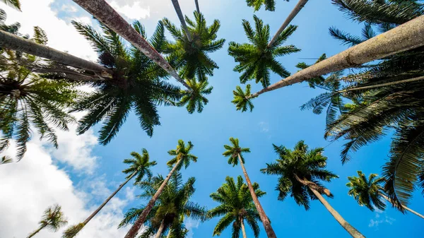 Hojas Palmera Real Con Hermoso Cielo Azul Río Janeiro — Foto de Stock