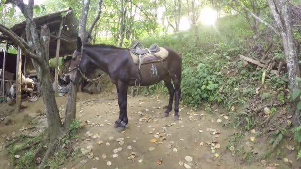 在巴西里约热内卢的一个农场 一头驴被困在一棵树上 — 图库视频影像