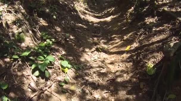 Sendero Transcarioca Sendero Largo Ciudad Río Janeiro Brasil — Vídeos de Stock