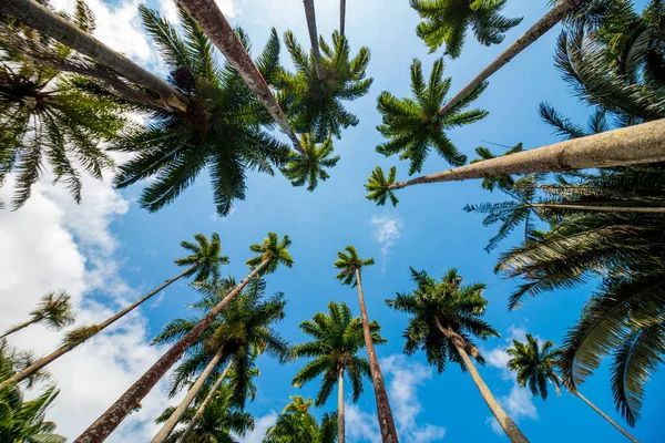 Kraliyet Palmiyesi Rio Janeiro Güzel Mavi Bir Gökyüzü Ile Ayrılıyor — Stok fotoğraf