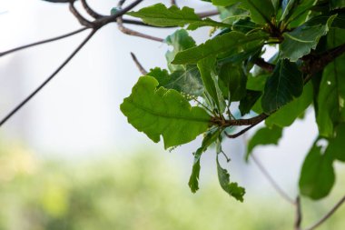 Rio de Janeiro, Brezilya 'nın Copacabana semtinde açık havada badem ağacı yaprağı.