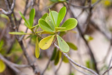 Brezilya, Rio de Janeiro 'da bir bahçede Clusia Rosa olarak bilinen bitki..