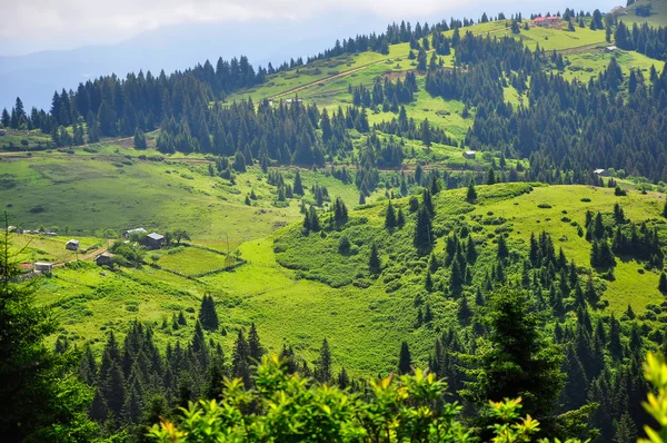 Bir ormanda gizli mantar — Stok fotoğraf