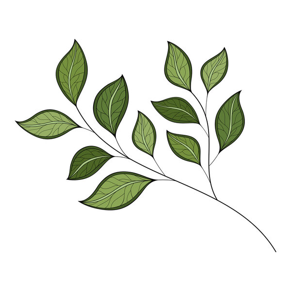 Beautiful Colored Contour Leaves