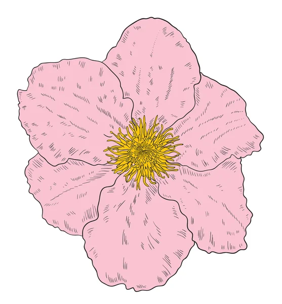 Fiore rosa su bianco — Vettoriale Stock