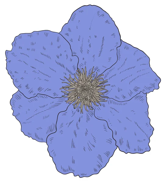 Flor azul no branco —  Vetores de Stock
