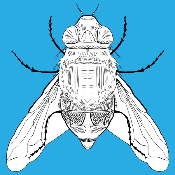 Ručně tažené grafika Fly — Stockový vektor