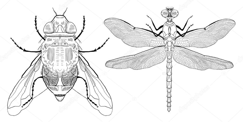 Hand drawn fly and dragonfly