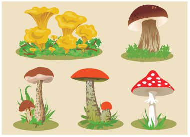 Forest mushrooms. Chanterelle Mushroom. White mushroom. Boletus. Fly agaric. Boletus. Orange-cap boletus. clipart