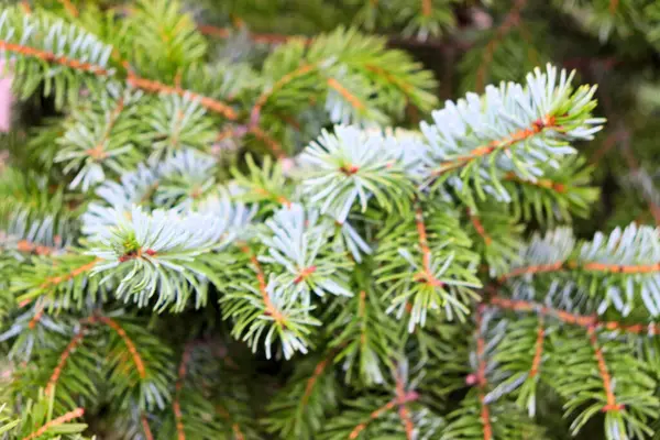 Alberi Natale Natale Capodanno Città Sfondo Natalizio — Foto Stock